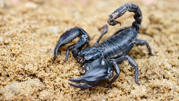 Sting of poisonous scorpion
