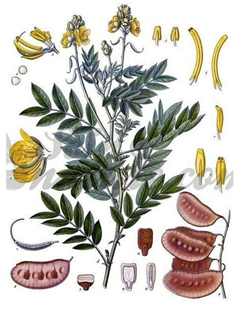 Какво представлява Cassia angustifolia (Сенна) и каква роля има в Аюрведа?