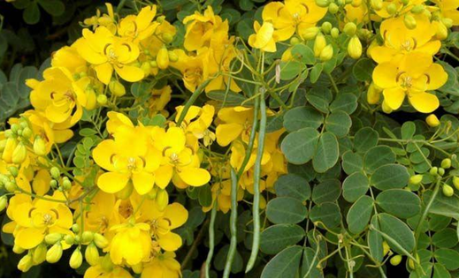 Какво представлява Cassia angustifolia (Сенна) и каква роля има в Аюрведа? 