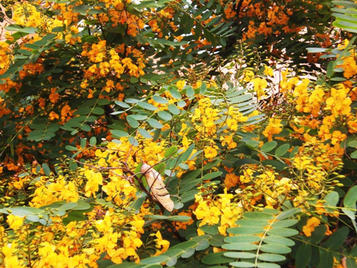 Qu'est-ce que Cassia angustifolia (Senna) et quel est son rôle dans l'Ayurveda?