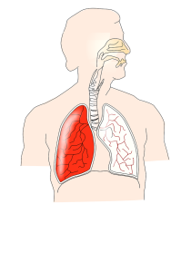 Анатомична картинка на дробове